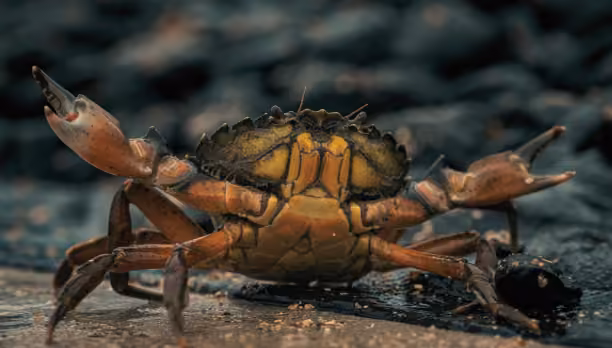 Lessons from PHP2Shell Part 1: The Software You Know